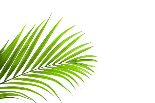 istock tropical coconut leaf isolated on white background 1207693095
