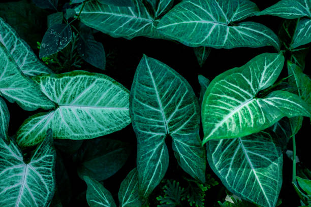 istock green leaves nature background 1207693148