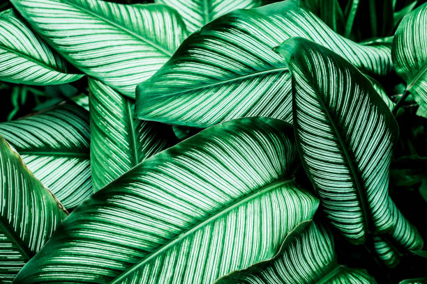 istock green leaves nature background 1207693156
