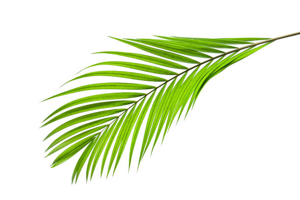 istock tropical coconut leaf isolated on white background 1207693246