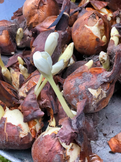istock group of white  tulip bulbs 1207693587