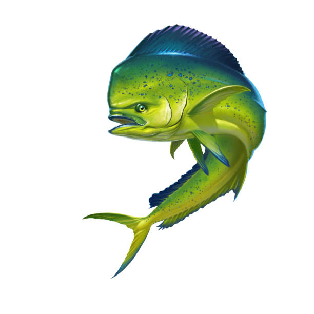 illustrazioni stock, clip art, cartoni animati e icone di tendenza di mahi mahi o pesci dorado delfino su bianco. - catch of fish illustrations