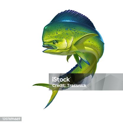 istock Mahi mahi or dolphin dorado fish on white. 1207694669