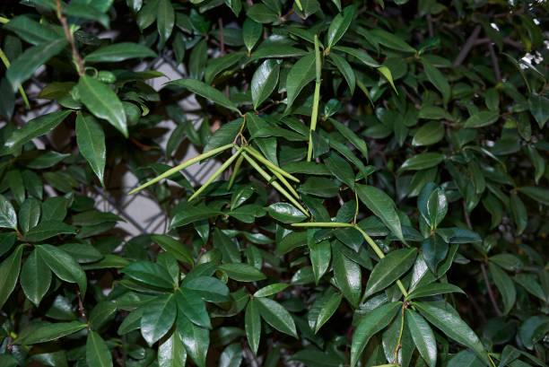 istock Trachelospermum jasminoides 1207698054