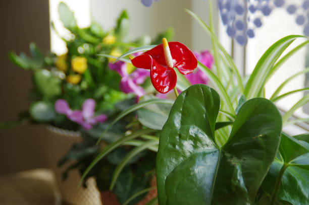 istock Home gardening with red anthurium flower 1207698327