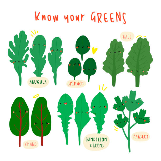 ilustraciones, imágenes clip art, dibujos animados e iconos de stock de conoce tus verdes - colección de vectores súper lindos con varios greens: kale, espinaca, rúcula, chard, dandelion greens, perejil. - arugula salad plant leaf