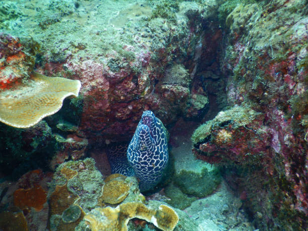 istock The laced moray, also known as the leopard moray, tessellate moray or honeycomb moray, Gymnothorax favagineus, India 1207701015