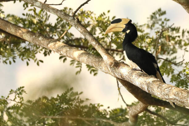 istock Malabar Pied Hornbill, Anthacoceros coronatus, Dandeli, Karnataka, India 1207701104