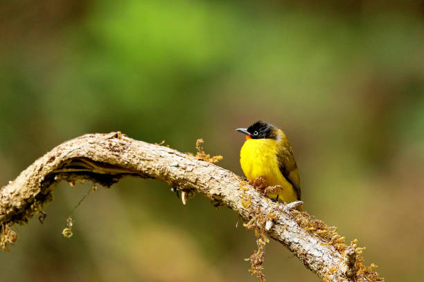 istock Flame Throated Bulbul, Pycnonotus gularis, Ganeshgudi, Karnataka, India 1207701146