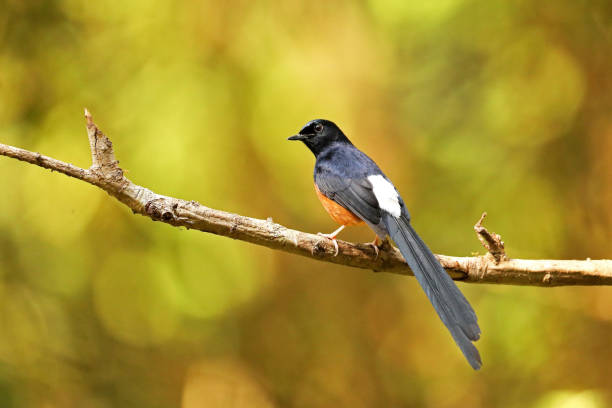 istock White Rumped Shama Male, Copsychus malabaricus , Ganeshgudi, Karnataka, India 1207701190
