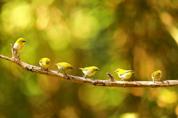 istock Oriental White Eye, Zosaterops palpebrosus, Ganeshgudi, Karnataka, India 1207701196