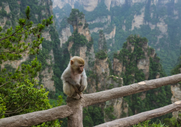 A monkey is jumping down from the tree.This is a wild macaque population,They live in the hills and  woods of Guilin, It already has more than 43 years.
