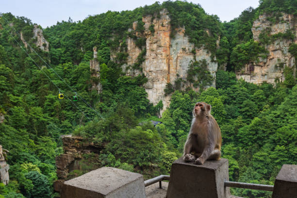 Monkey in Tianzi Avatar mountains nature park - Wulingyuan China - travel background