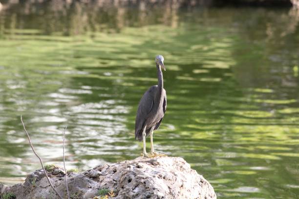 istock Black egret standing on a big rock, blurred pond in the background 1207703586