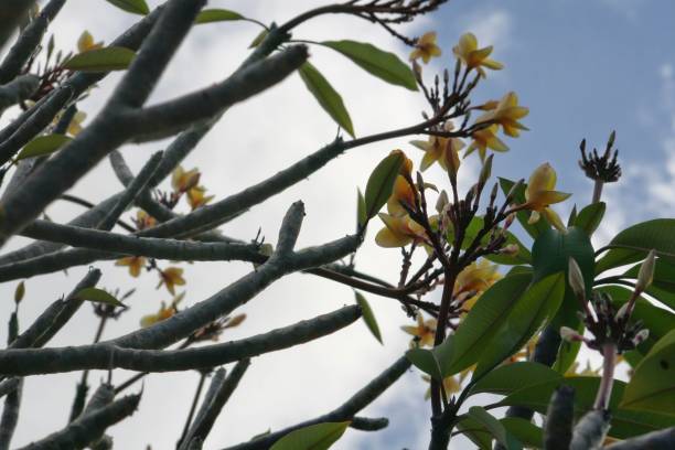 istock Branches and plumeria flowers, also called frangipane flowers 1207704538