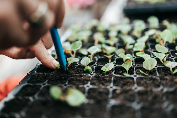 istock Working woman's hand close up in greenhouse 1207705282