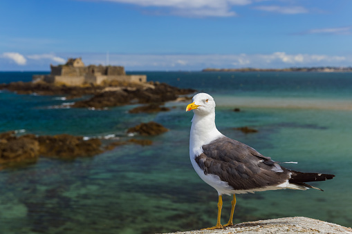 Seagull in Saint-Malo - Bretagne France - travel and architecture background
