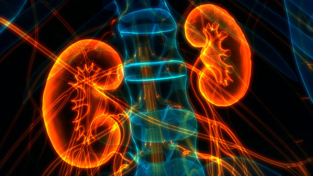 human urinary system kidneys anatomy - kidney cancer imagens e fotografias de stock