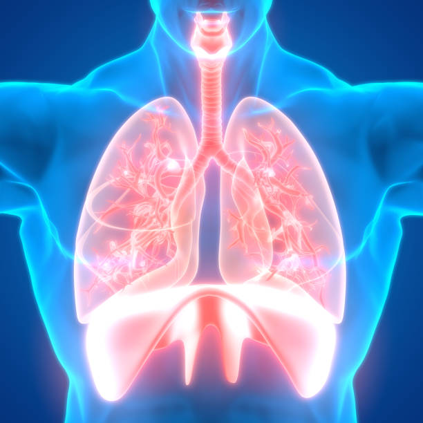 anatomía del sistema respiratorio humano - diaphragm fotografías e imágenes de stock