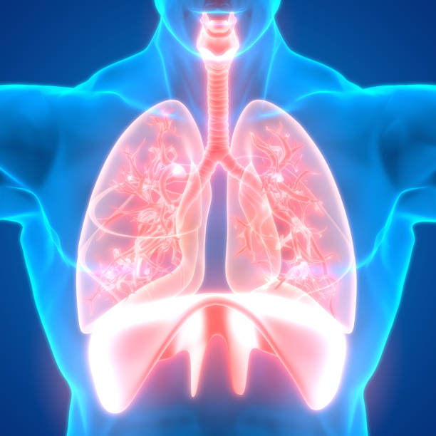 人間の呼吸器系解剖学 - diaphragm ストックフォトと画像