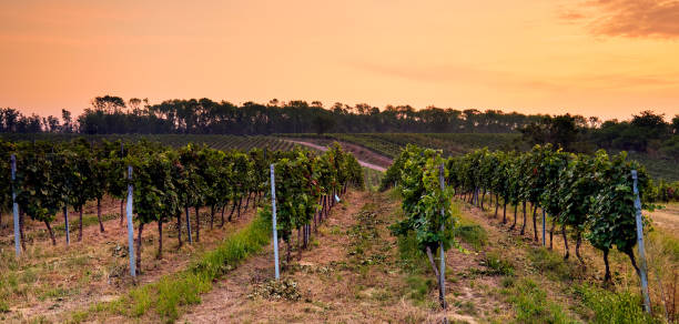 istock Rows of vineyards in the morning at sunset 1207707029