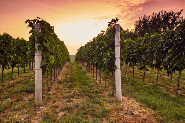 istock View of the vineyard at sunrise 1207707051