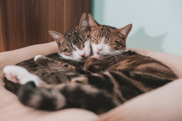 istock embracing cats in love 1207707266