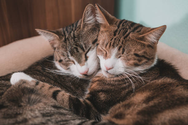istock two cats embracing in love 1207707319
