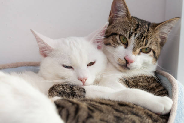 抱き合って抱き合う2匹の猫 ストックフォト