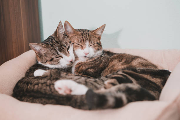 istock cats embracing in love 1207707383