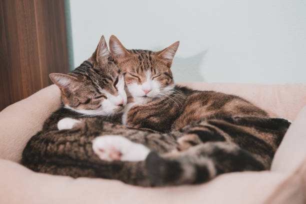 cats embracing in love two  tabby cats in embrace lying in cushion cheek to cheek photos stock pictures, royalty-free photos & images