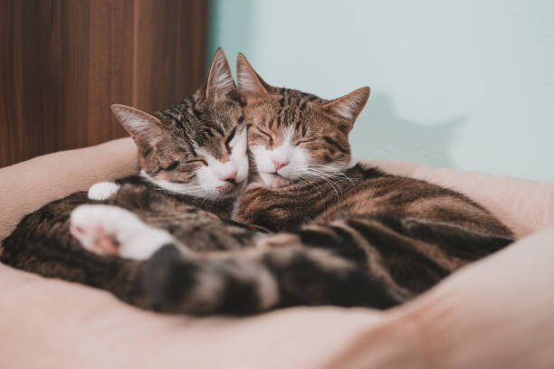 istock cats embracing in love 1207707459