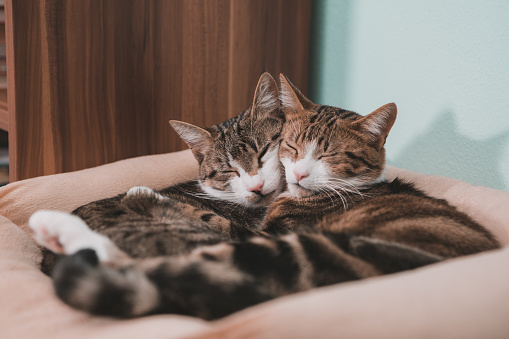 two  tabby cats in embrace lying in cushion