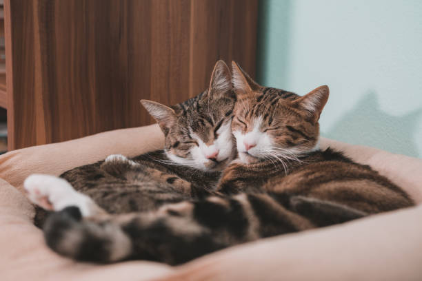 koty w miłości – zdjęcie
