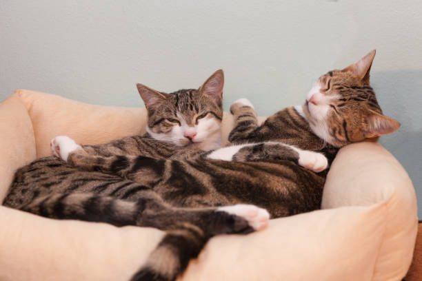 cats in love two  tabby cats in embrace lying in cushion cheek to cheek stock pictures, royalty-free photos & images