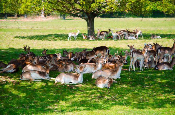 istock Group of deer in Richmond Park. 1207708498