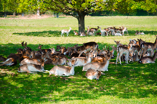 Group of deer in Richmond Park.