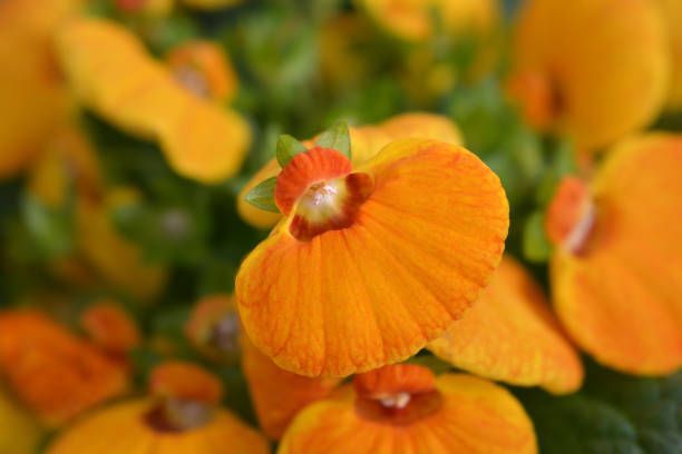 Orange Slipper flower Orange Slipper flower - Latin name - Calceolaria x herbeohybrida calceolaria stock pictures, royalty-free photos & images