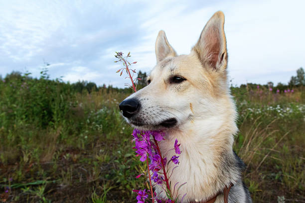 istock Furry dog near bright flowers at nature 1207710879