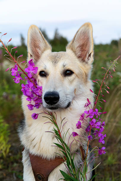 istock Furry dog near bright flowers at nature 1207710908
