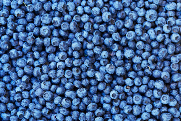 istock Fresh blueberry background. Texture blueberry berries 1207711093