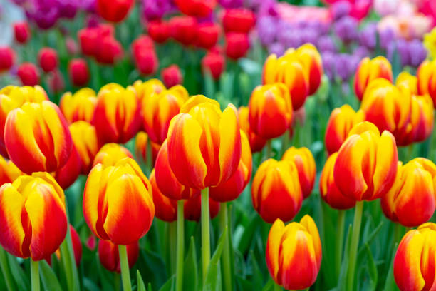 istock Beautiful flowers red tulips. 1207712190