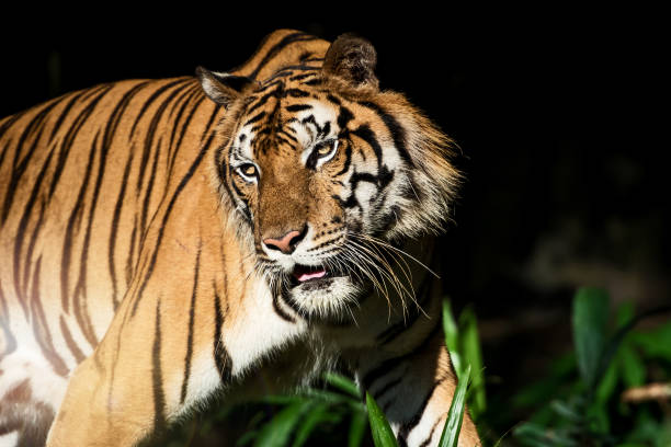 istock Photos of tiger naturally. 1207712287