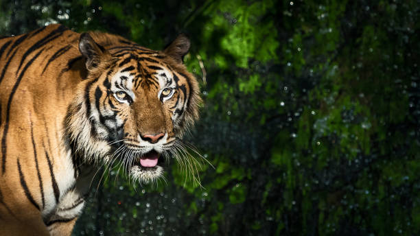 istock Photos of tiger naturally. 1207712309