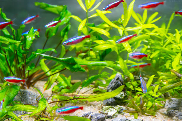 istock Underwater world of aquarium. 1207712382