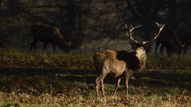 istock Intrigued Male Deer/Stag 1207712471