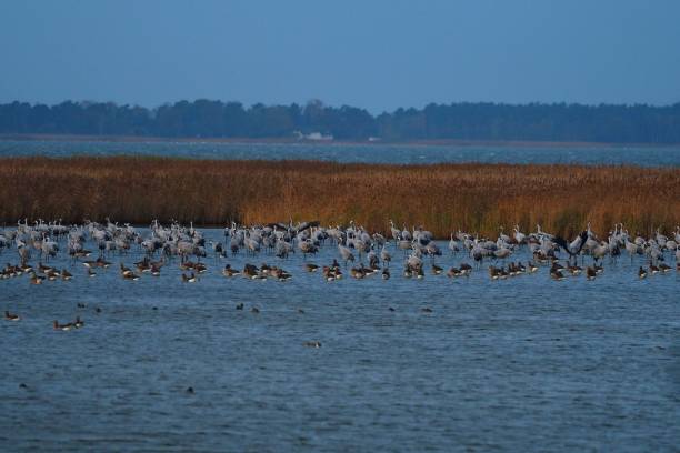 istock Cranes (grus grus) stand in the water 1207712493