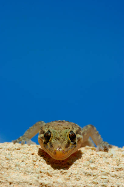 Moorish Gecko in the sun against a clear blue sky