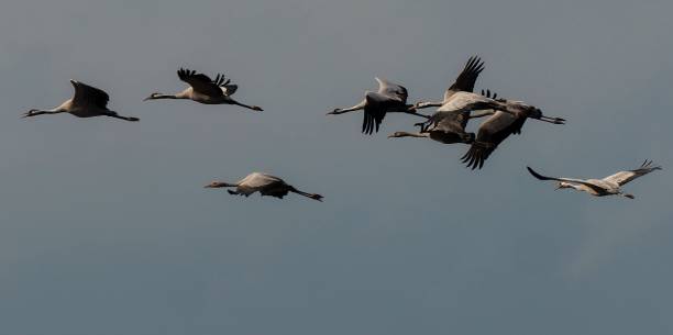 istock high above the clouds cranes (grus grus) during bird migration 1207713728