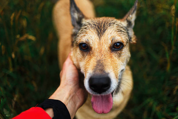 istock Owner caring and stroking happy friendly dog 1207714079